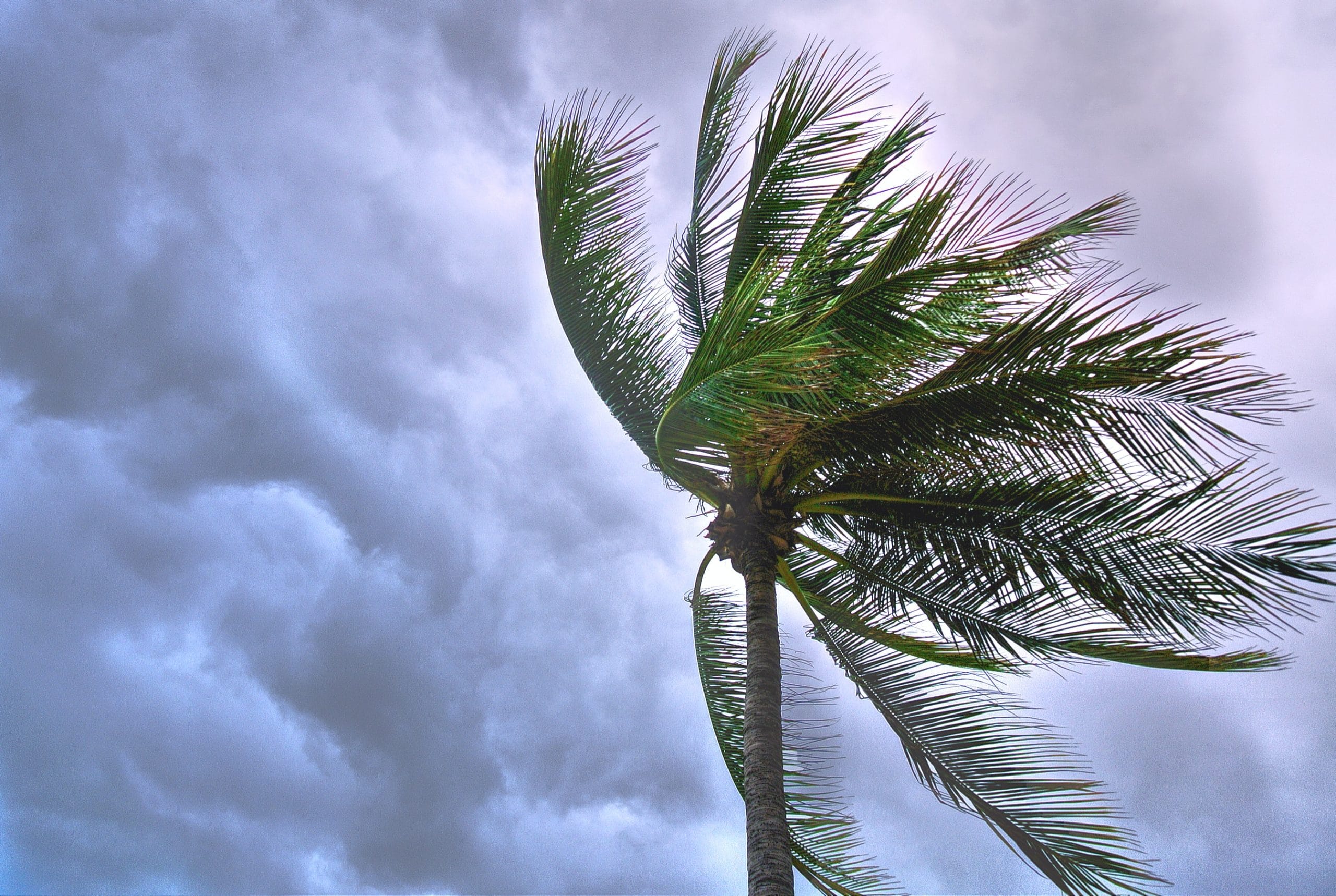 palm tree in storm