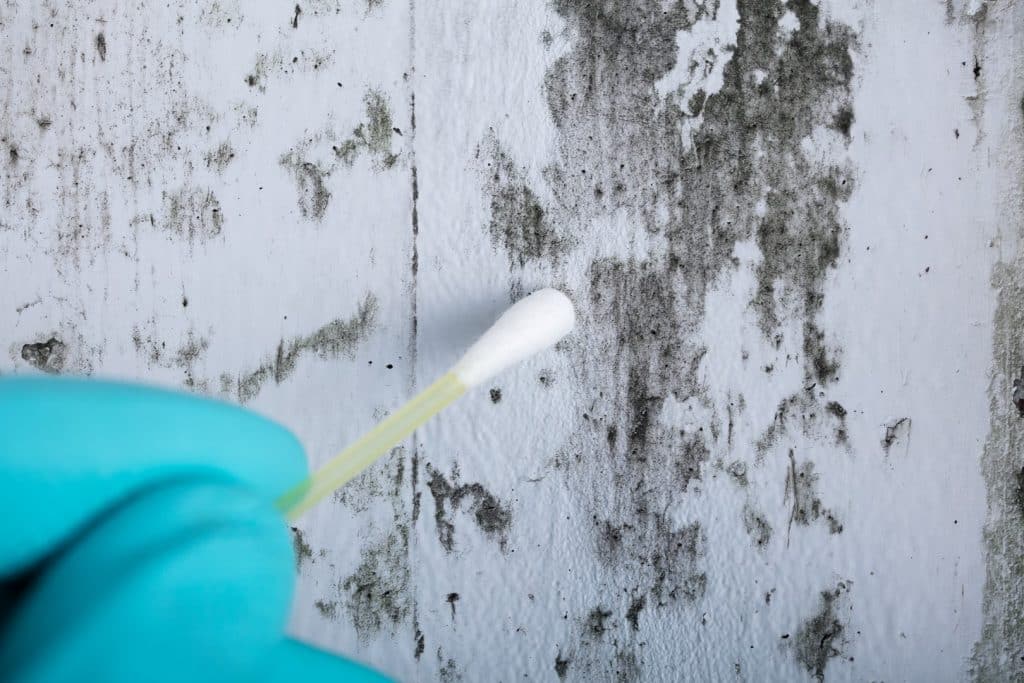 surface mold test with cotton swab